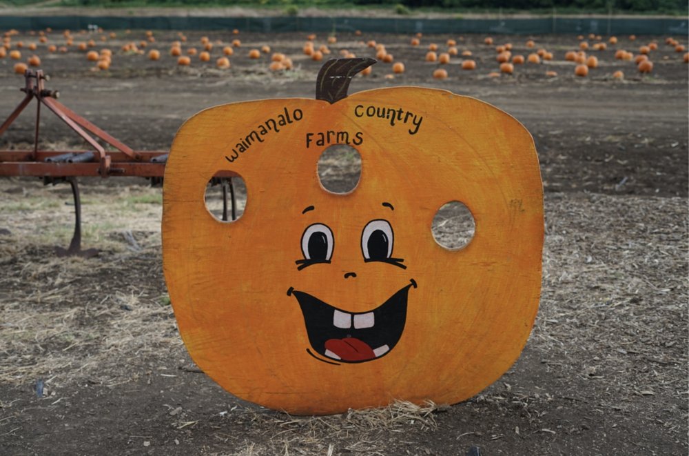 Waimānalo Country Farms pumpkin patch in 2020. Representative historical photo; not the 2026 edition.