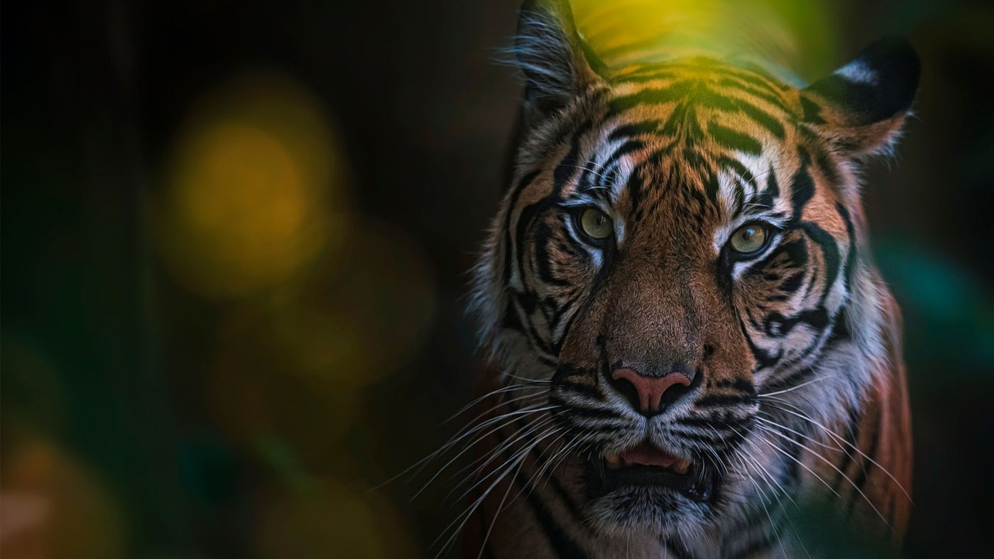 A tiger pictured on Honolulu Zoo’s official website.