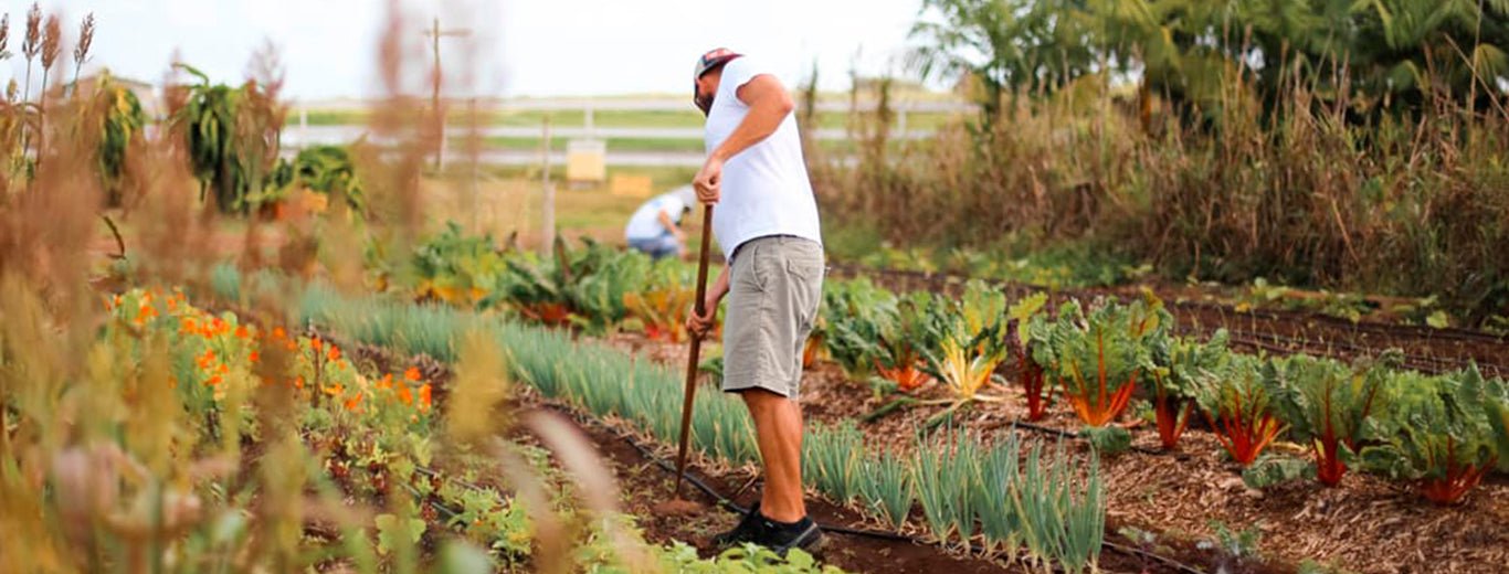 Tending the vegetable garden at Kahuku Farms.