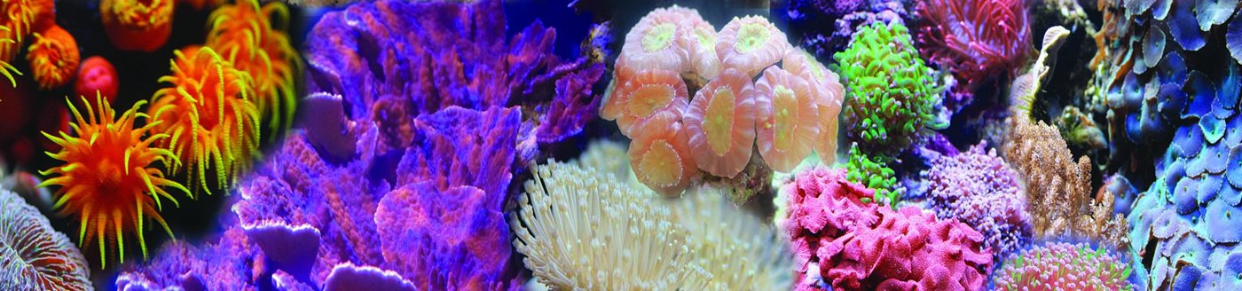 Coral exhibit image from Waikīkī Aquarium’s official website.