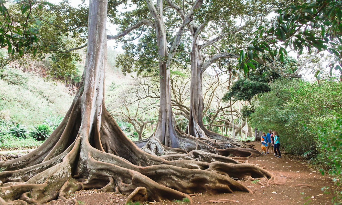 Large fig trees and roots at Allerton Garden.