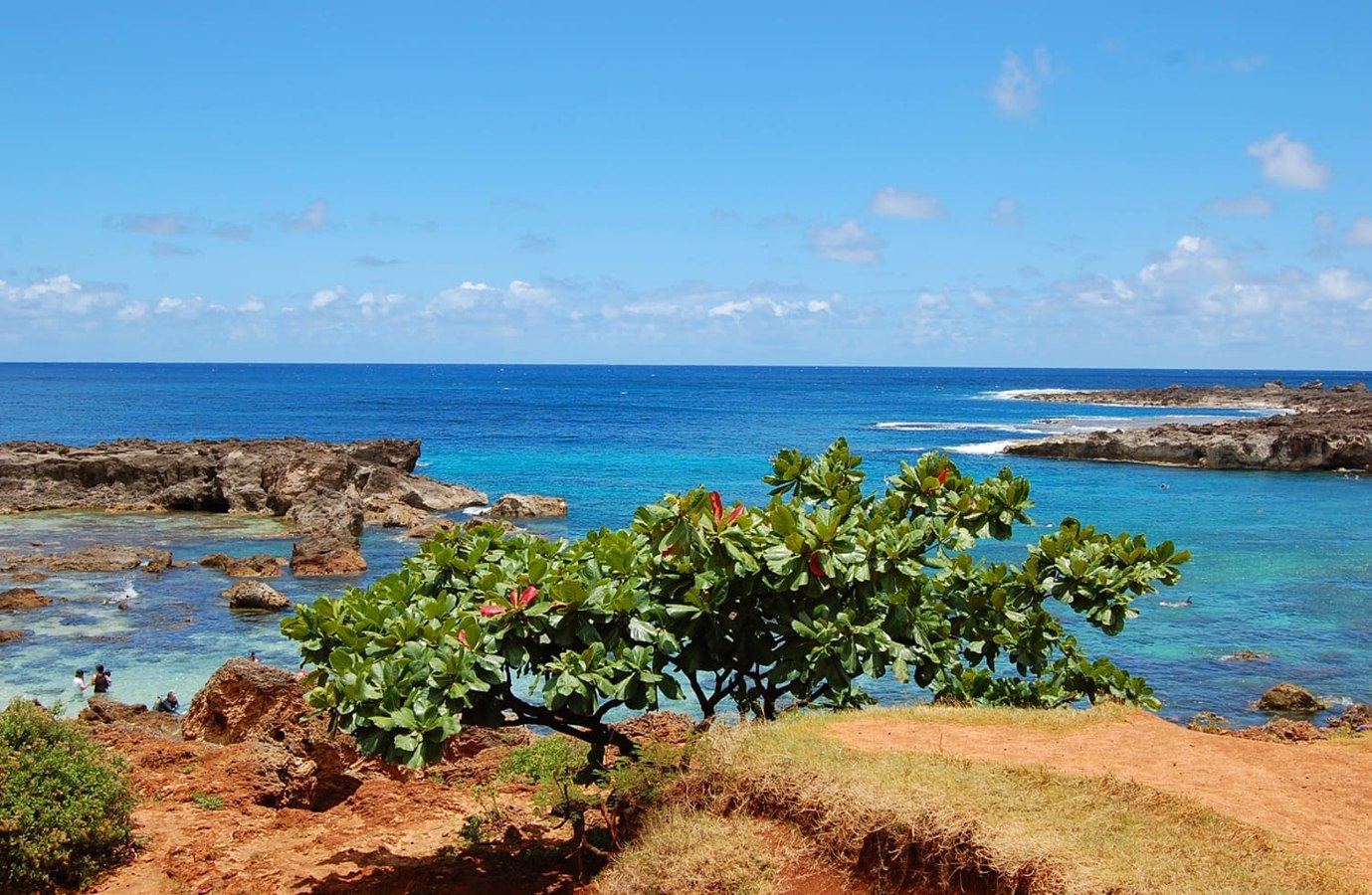 Shark's Cove — source photograph