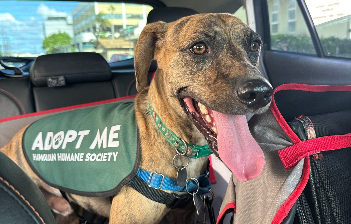 A dog taking part in Hawaiian Humane Society’s ʻIlio Explorers program.