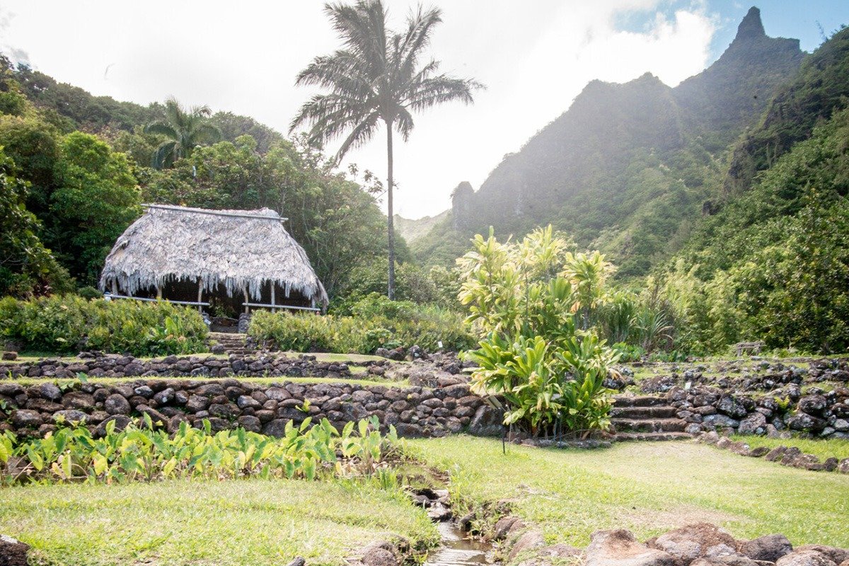 Terraced plantings and mountain scenery at Limahuli Garden.