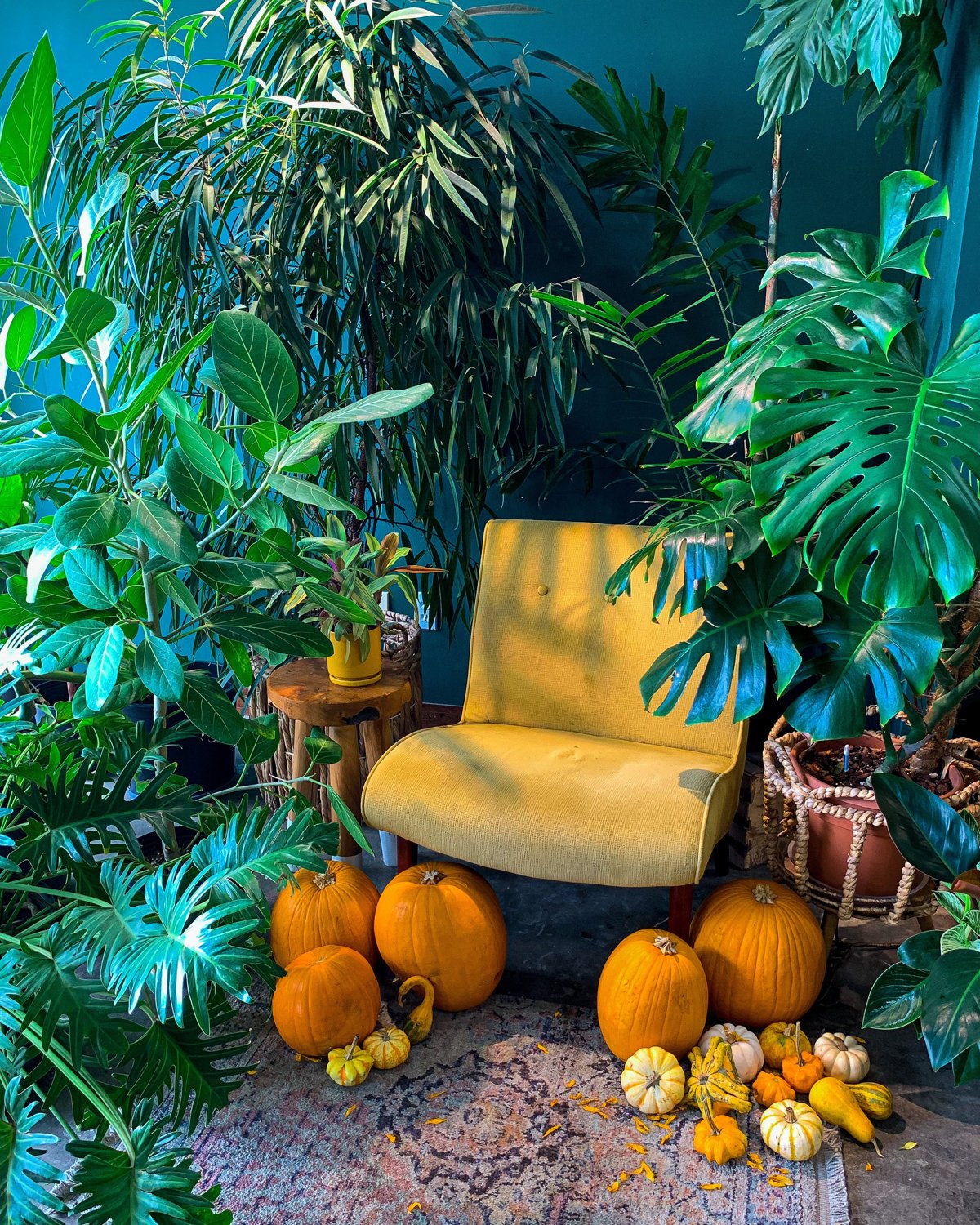 Plant-filled seating at Plantoem on Waialae Avenue